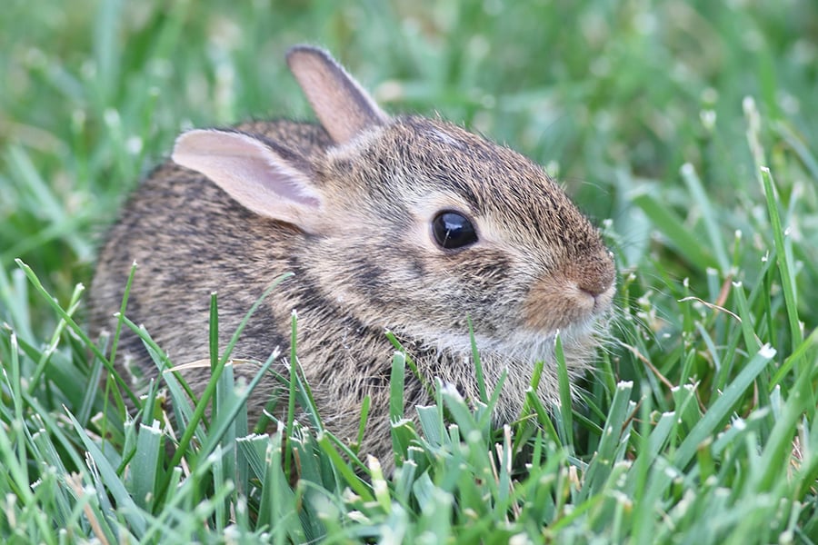 Cottontail rabbit clearance